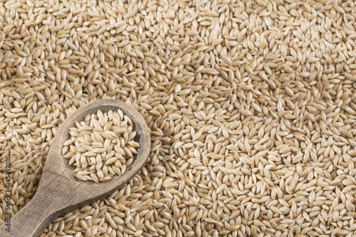Who Eats Canary Seed?