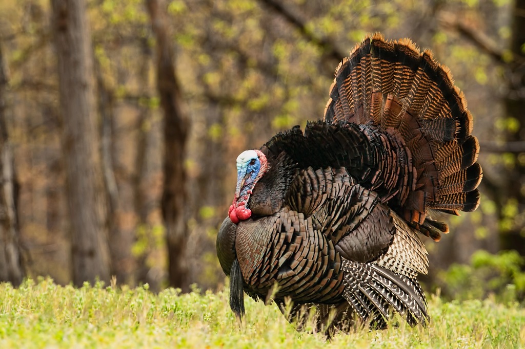 How to know if ground turkey is bad