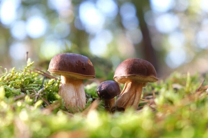 Unraveling the Culinary Secrets of the Bay Bolete: Mastering Boiling Time and Beyond