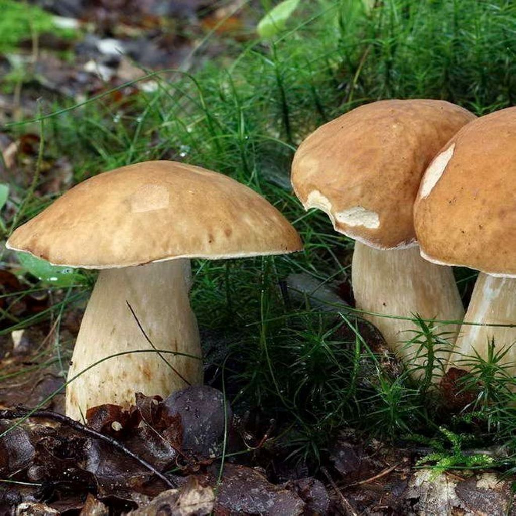Navigating the Birch Bolete Boiling Time: Striking the Perfect Balance