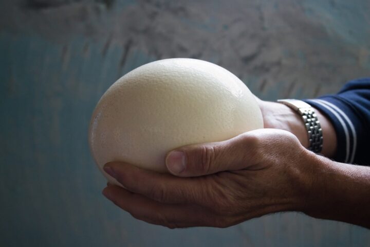 Ostrich Eggs Boiling Time: A Giant Culinary Adventure